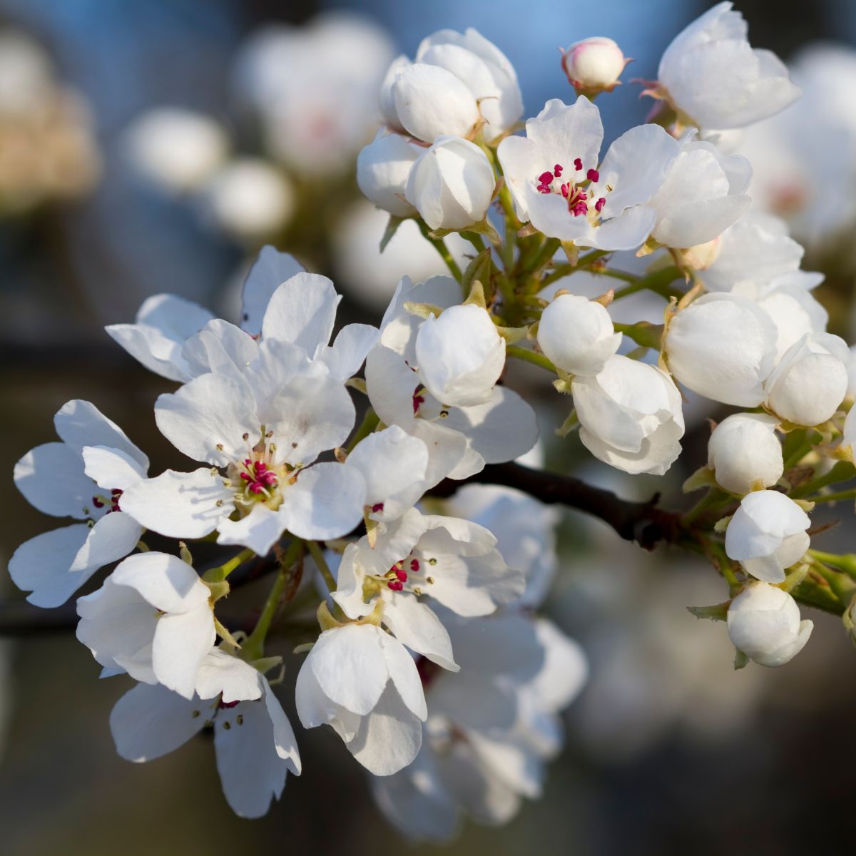 Callery pear flowers