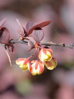 yellow Japanese barberry blooms