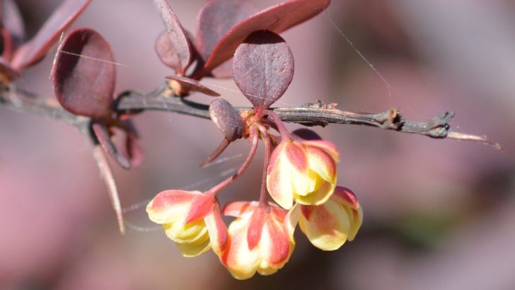 11 Worst Invasive Plants in Kansas (And 22 Natives to Plant Instead)