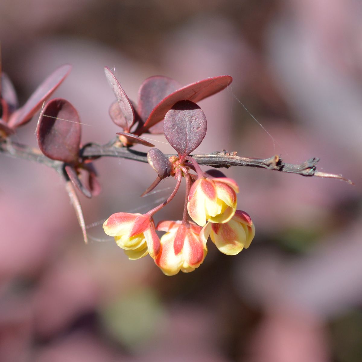 yellow Japanese barberry blooms