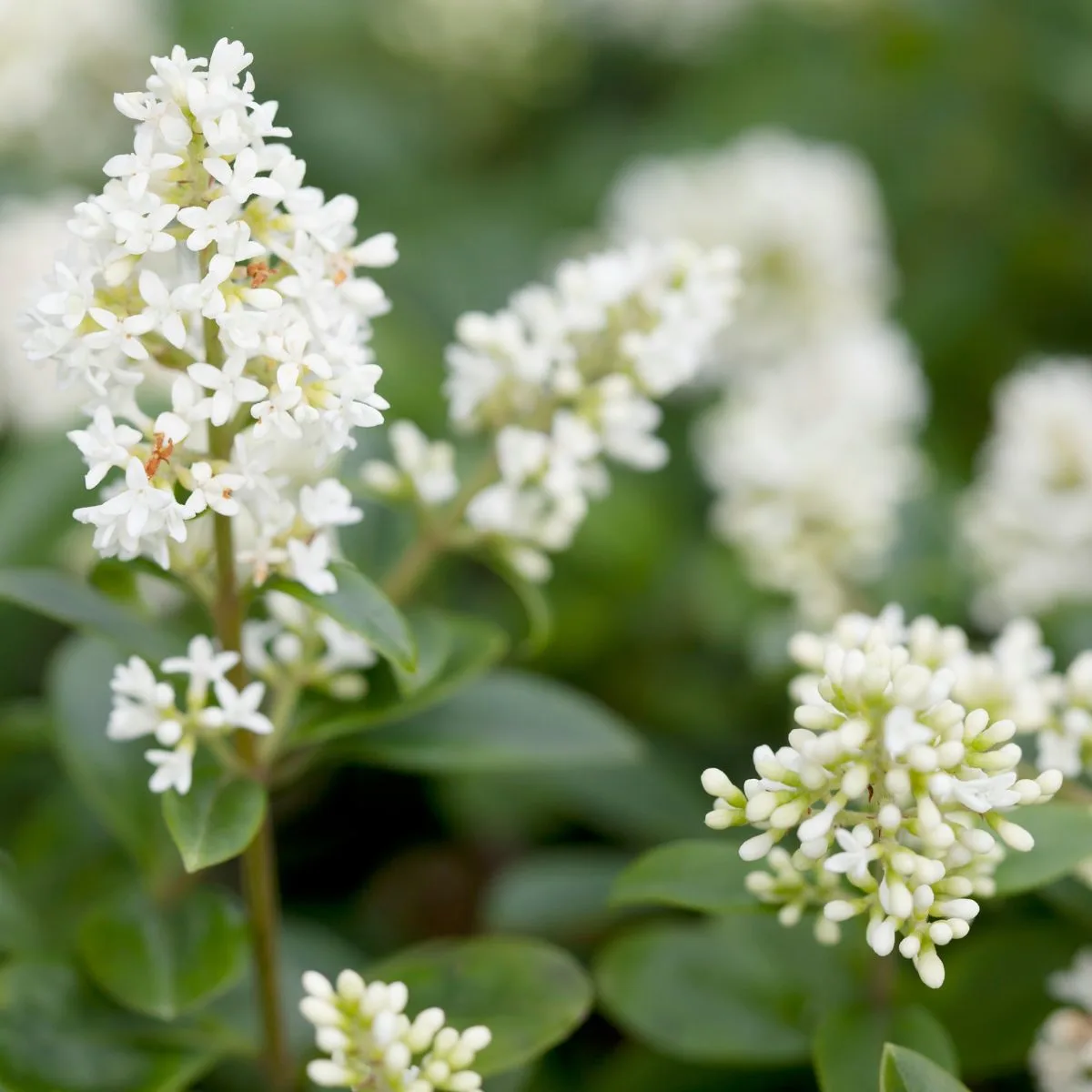 white Ligustrum vulgare flowers