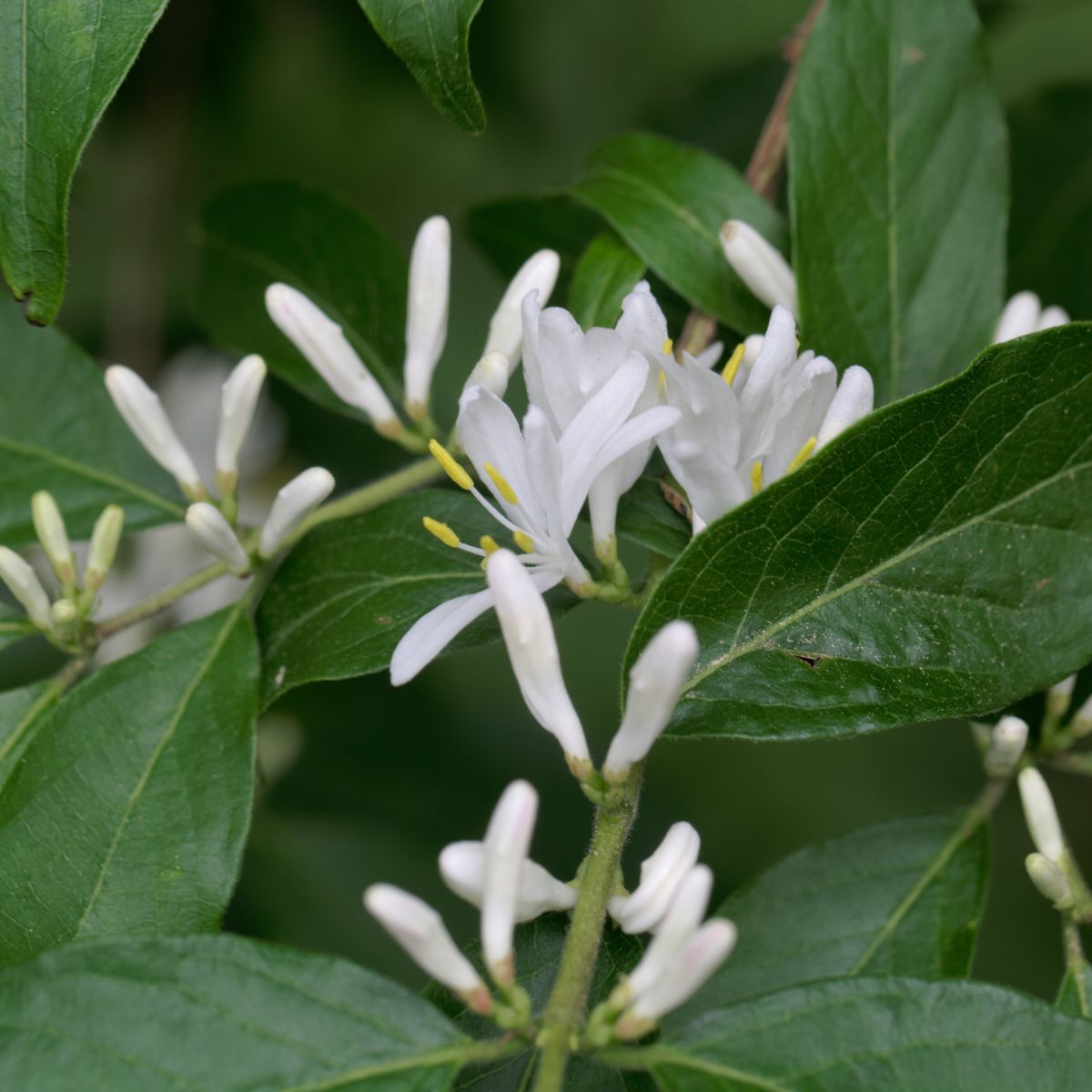 Lonicera maackii.