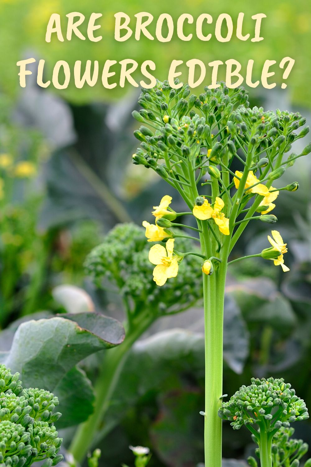 Are Broccoli Flowers Edible?