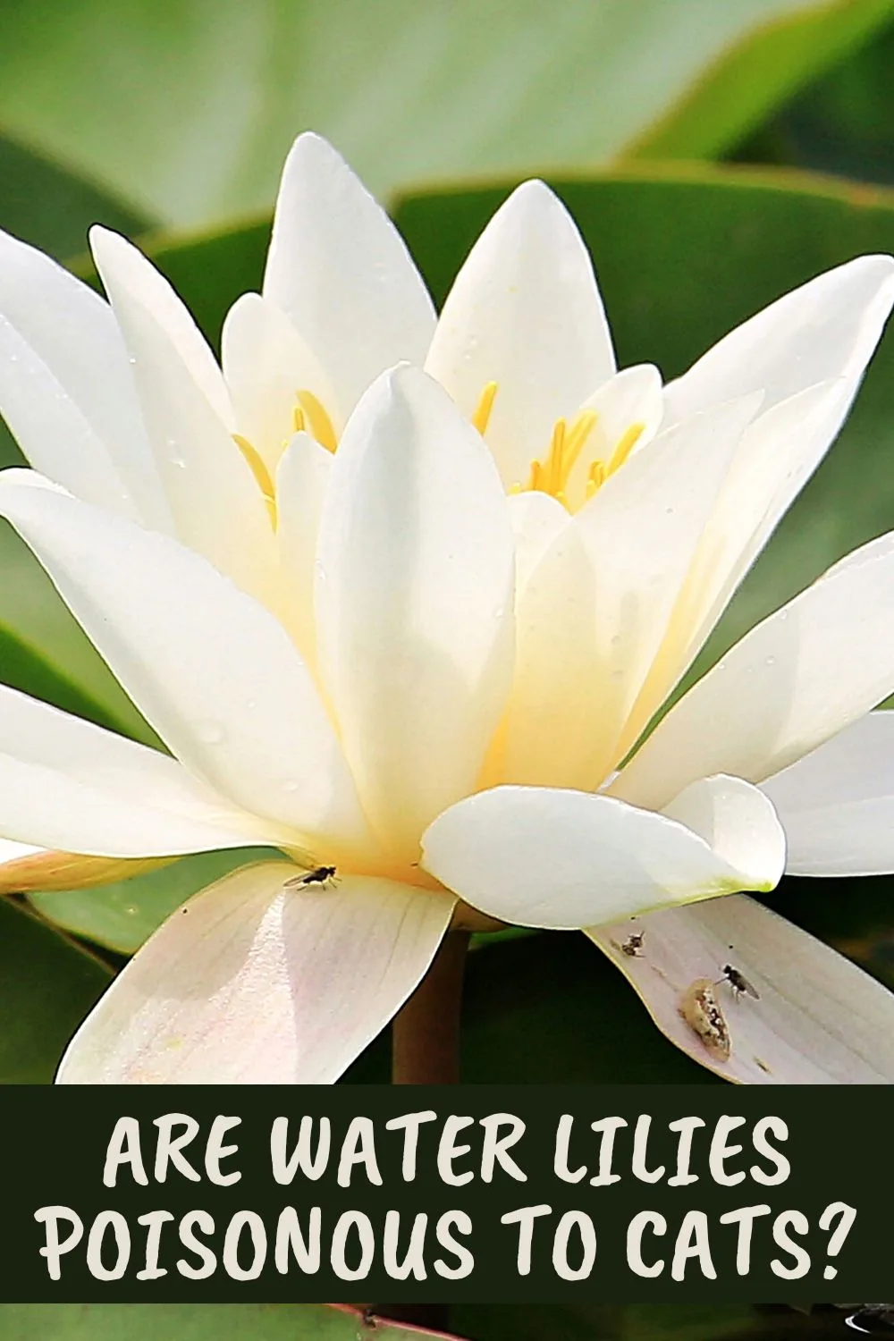 Are water lilies toxic shop to dogs