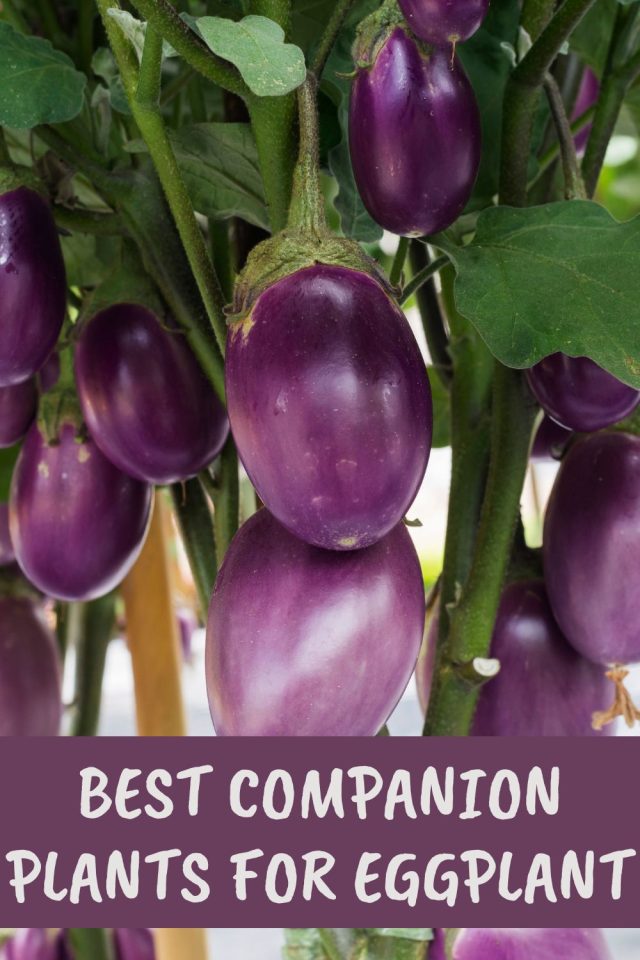 7 Best Companion Plants For Eggplant (And 3 To Avoid)