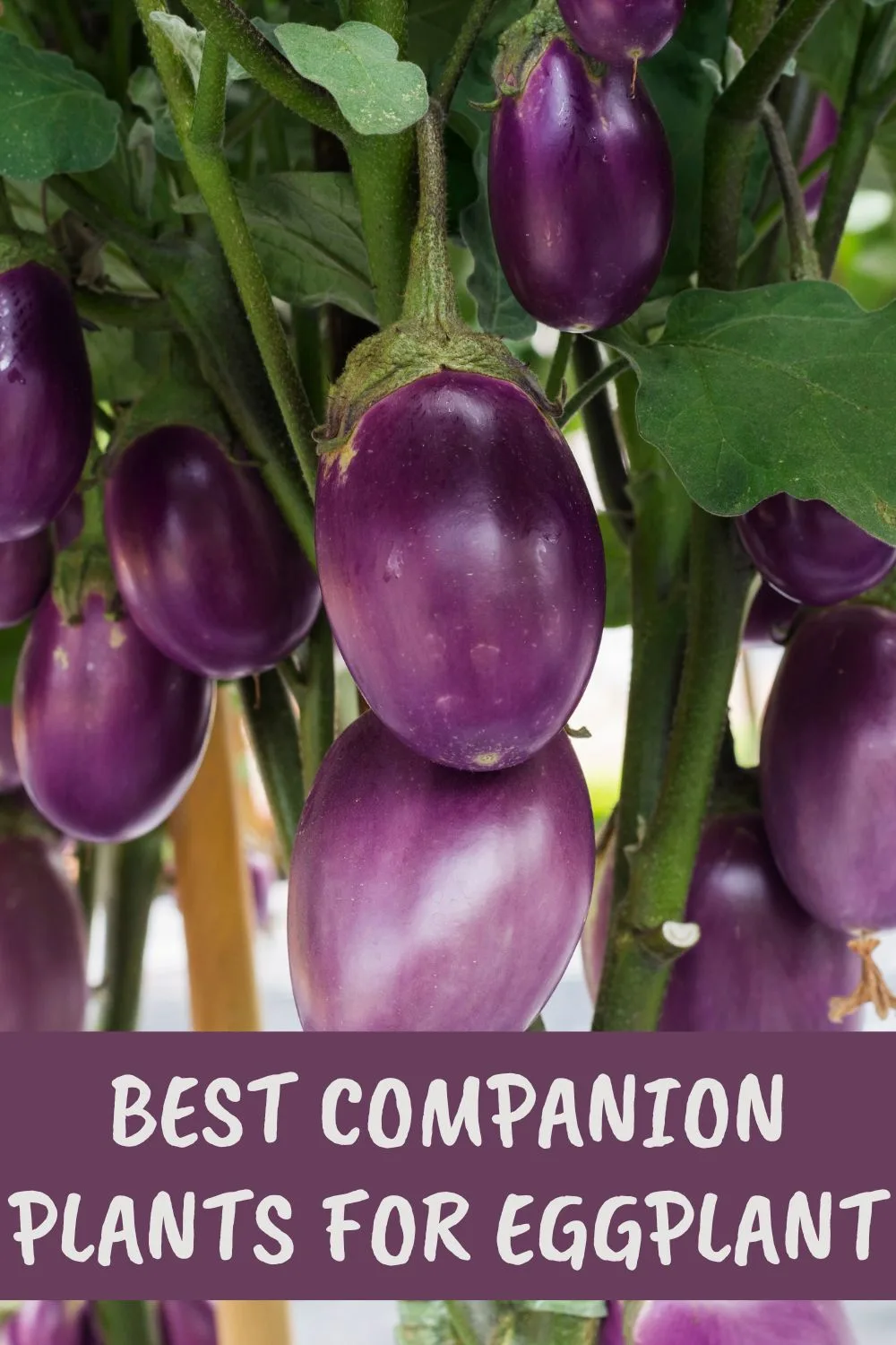 7 best companion plants for eggplant