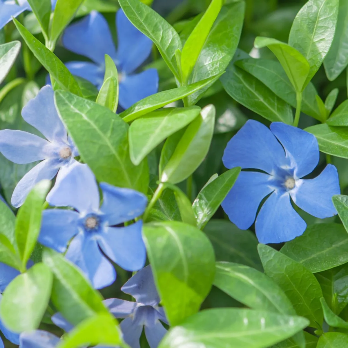 blue periwinkle flowers