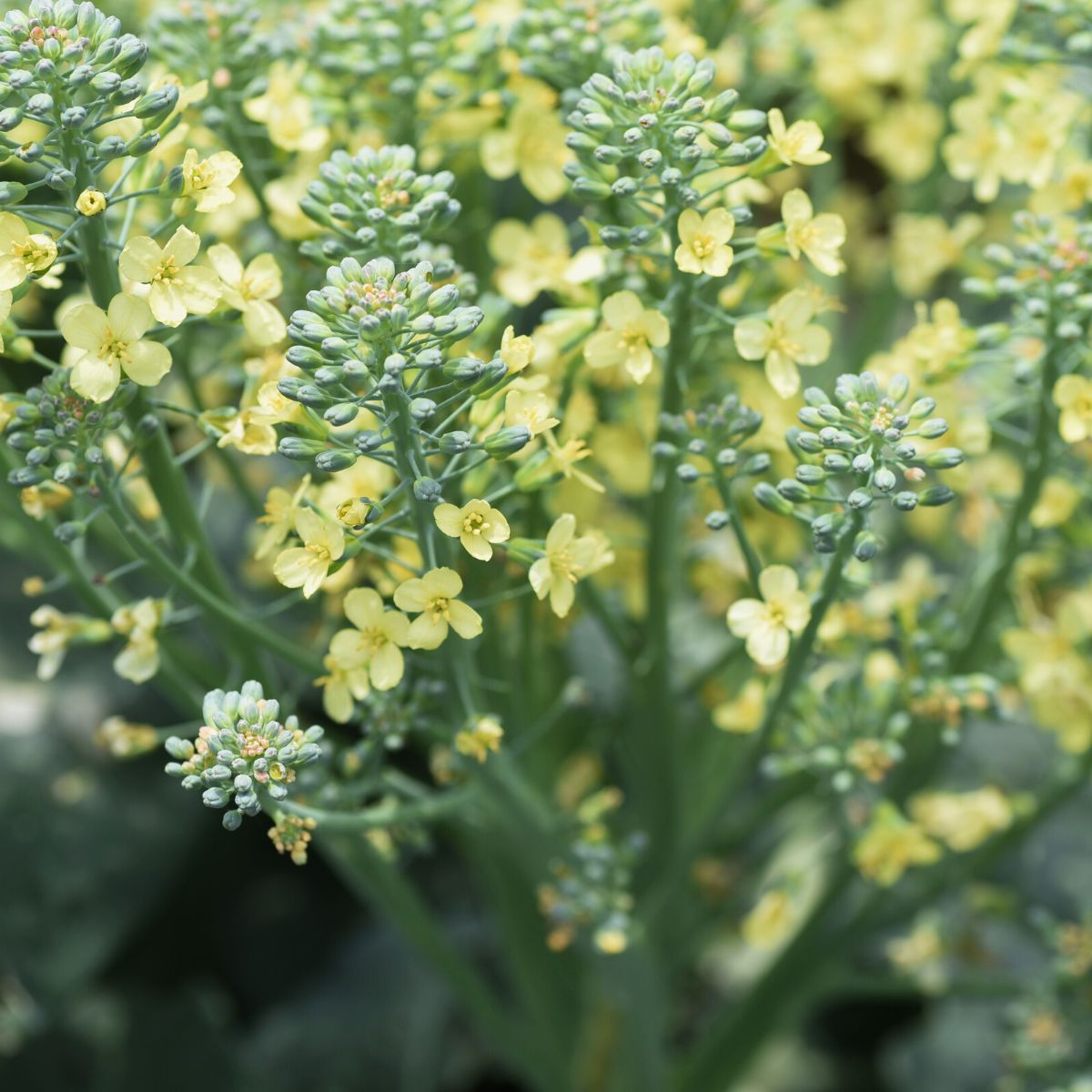 broccoli flowers