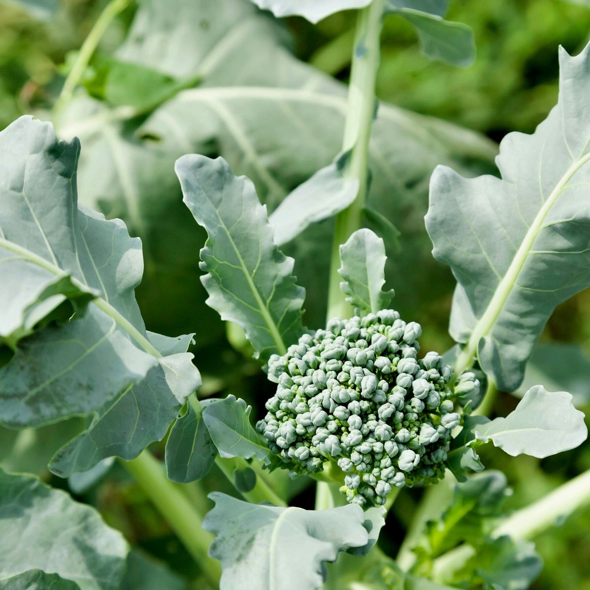 broccoli plant growing in the grden