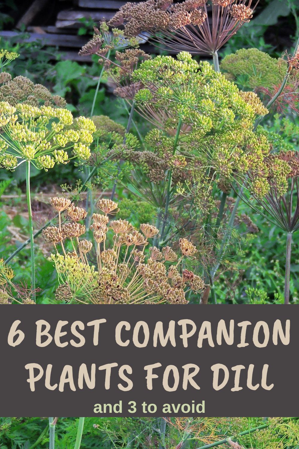 6 Best Companion Plants for Dill, And 3 to Avoid