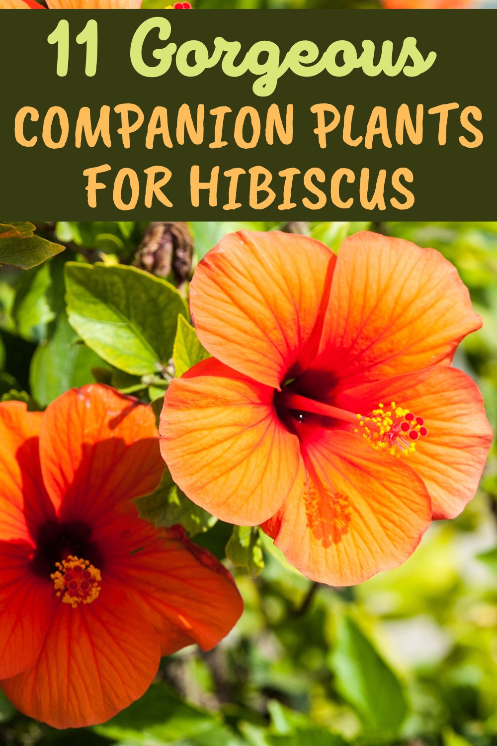 11 gorgeous companion plants for hibiscus
