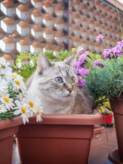 cute kitty sitting in a flower pot