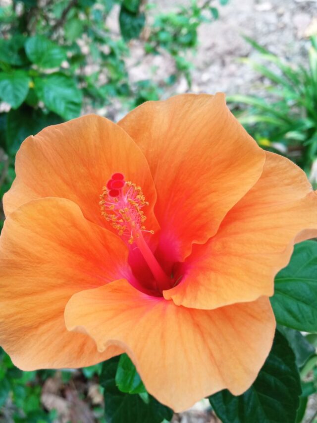 What to Plant With Hibiscus So That Something Is Always Blooming In Your Space
