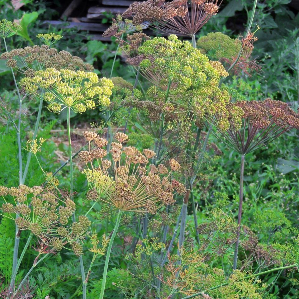6 Best Companion Plants For Dill (And 3 To Avoid)