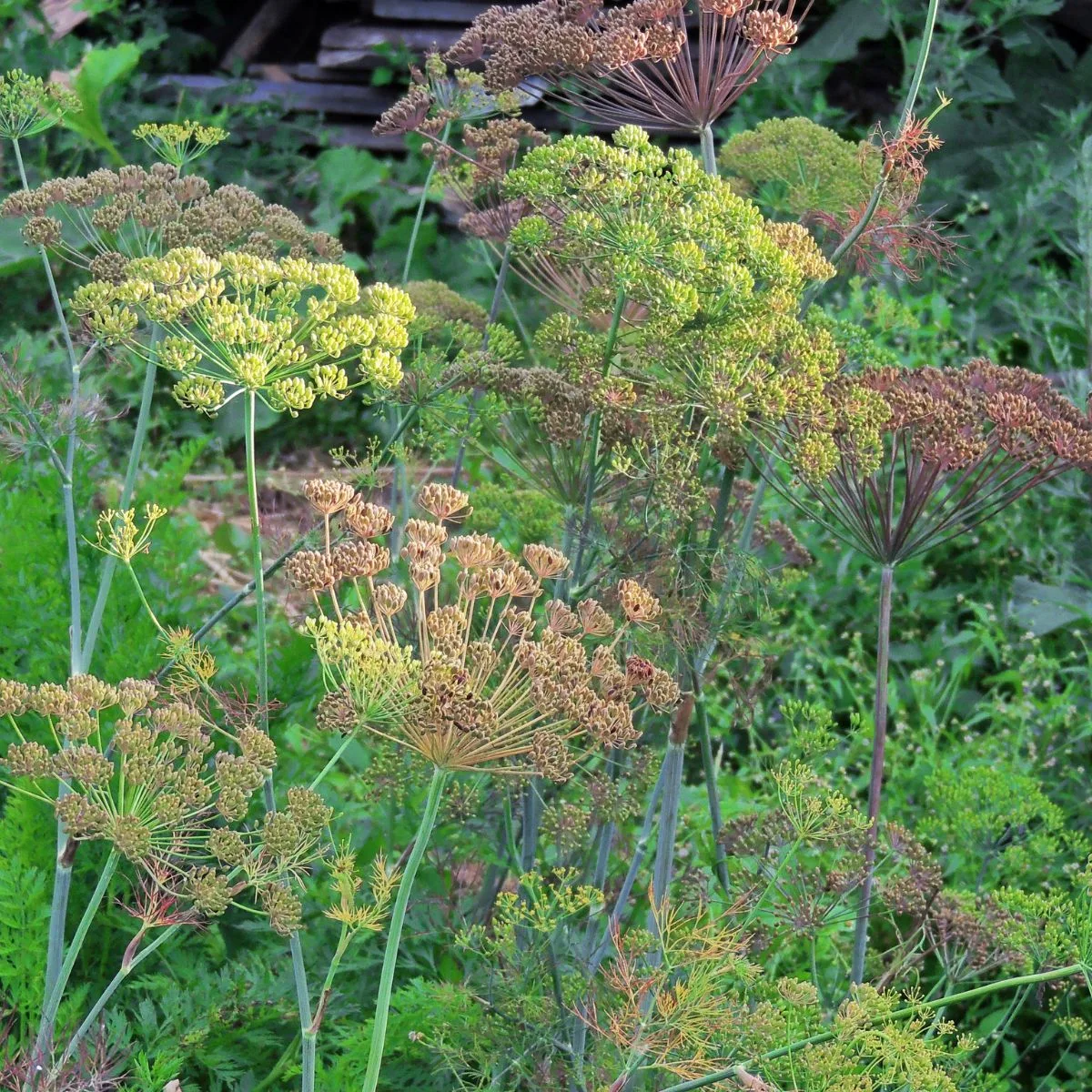 dill seed heads