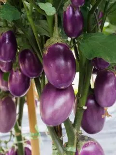 eggplants ready to harvest