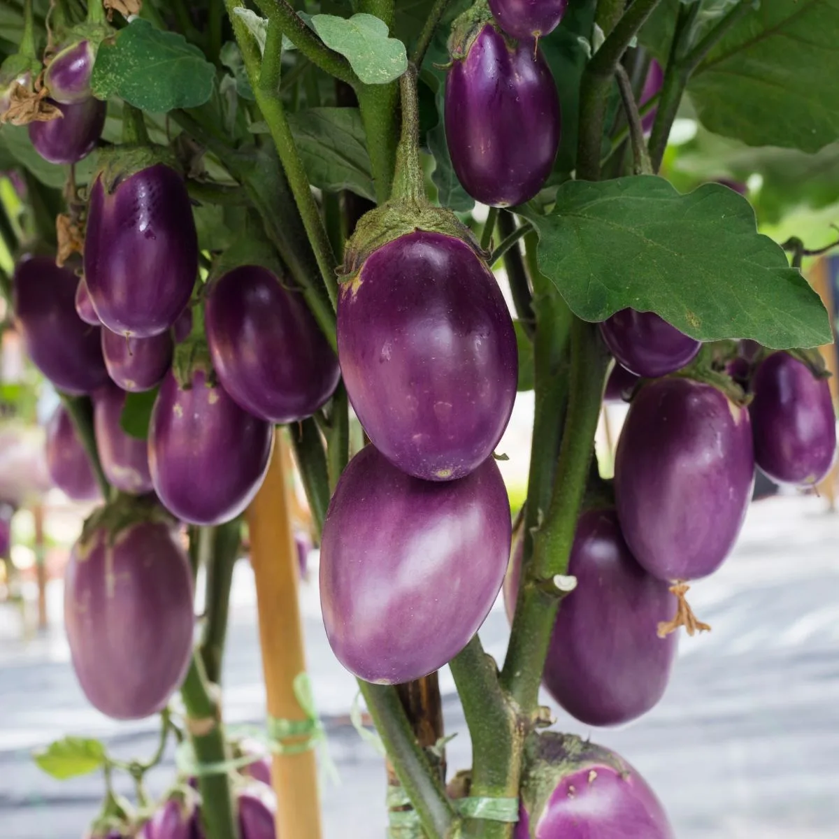 eggplants ready to harvest