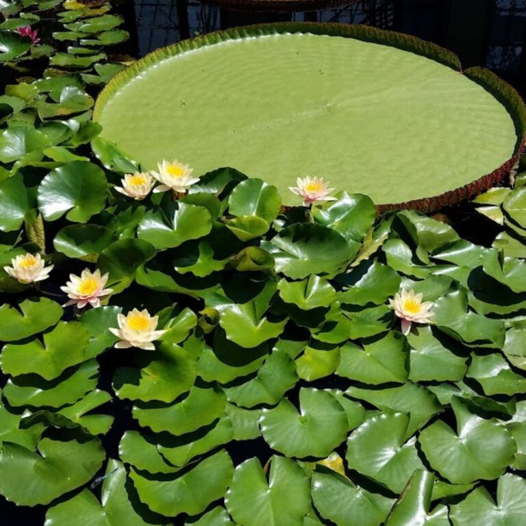 Hardy waterlilies.
