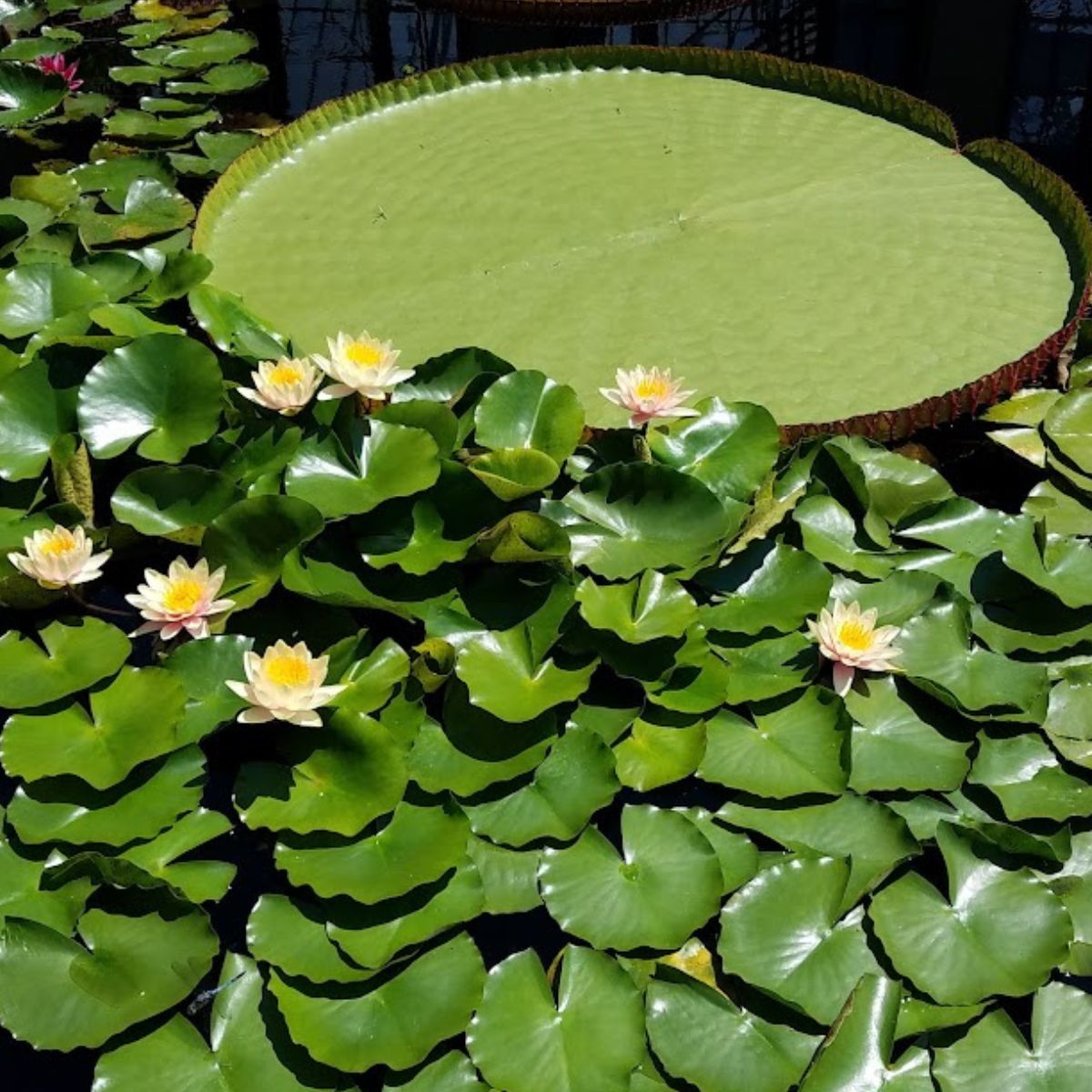 Hardy waterlilies.