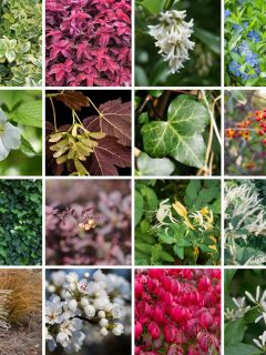 collage of invasive plants in Indiana