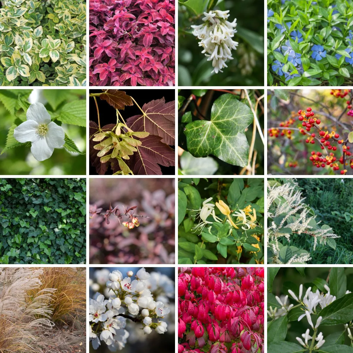 collage of invasive plants in Indiana