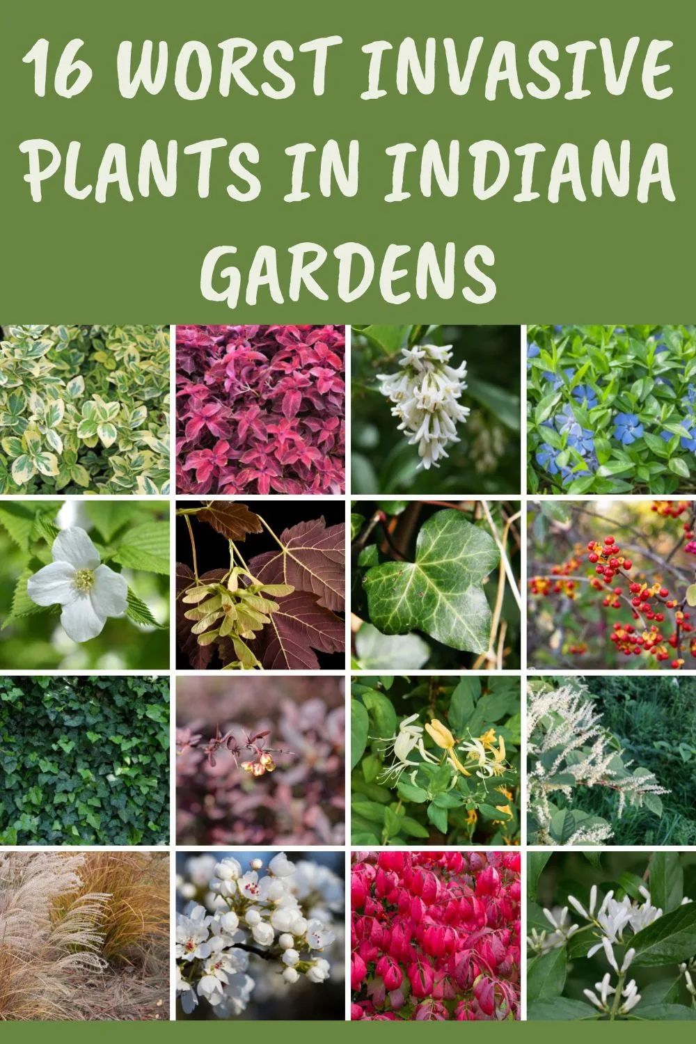 16 Worst Invasive Plants in Indiana Gardens