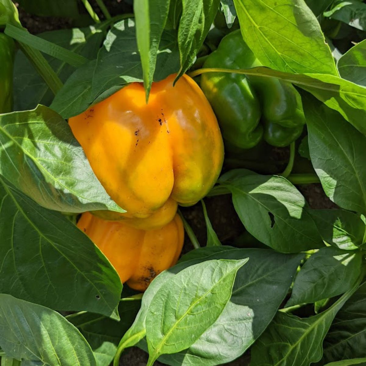 orange bell pepper plant