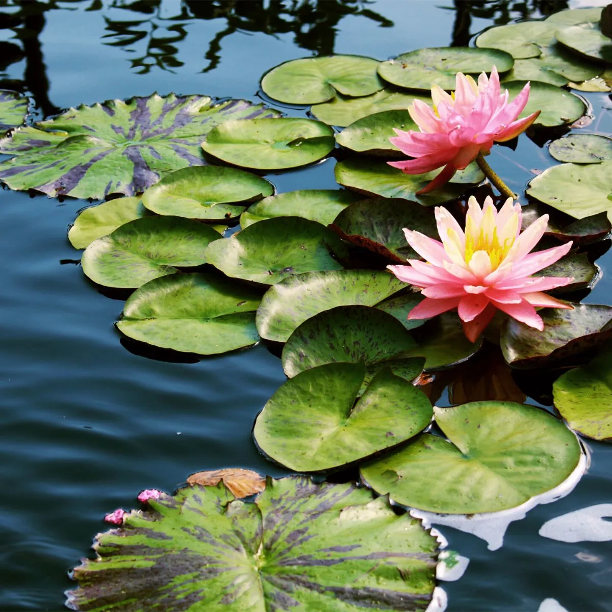 pink water lilies