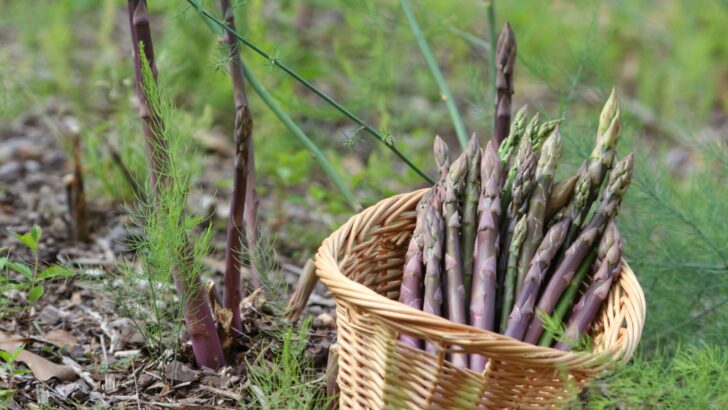 How to Grow Asparagus: Secrets to a Healthy Crop