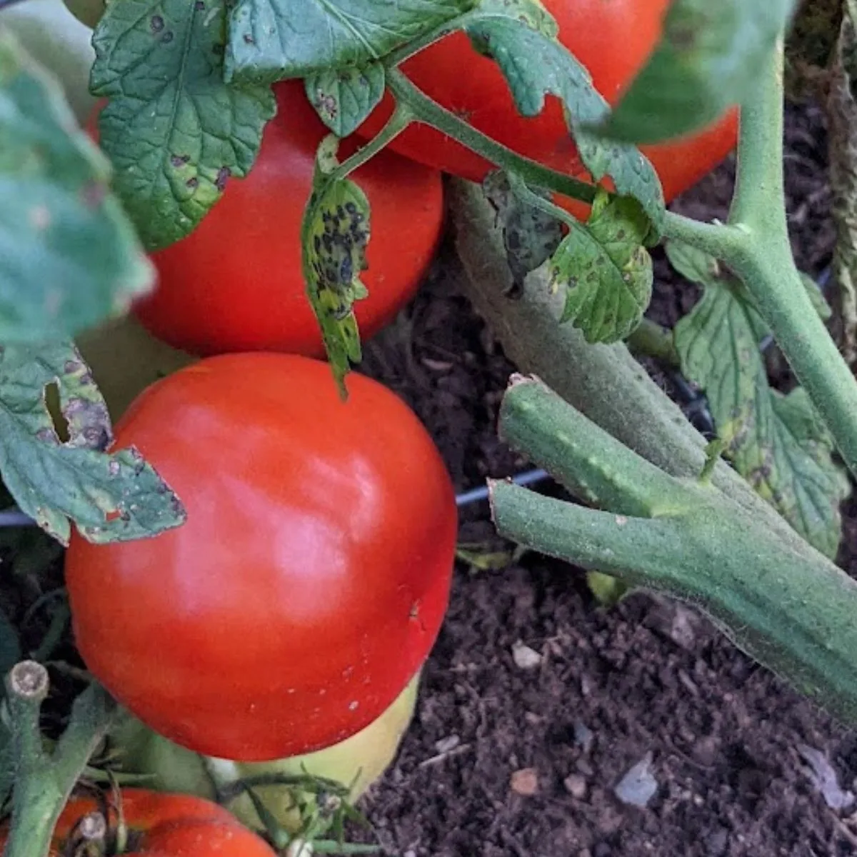 ripe tomatoes on tomato plant