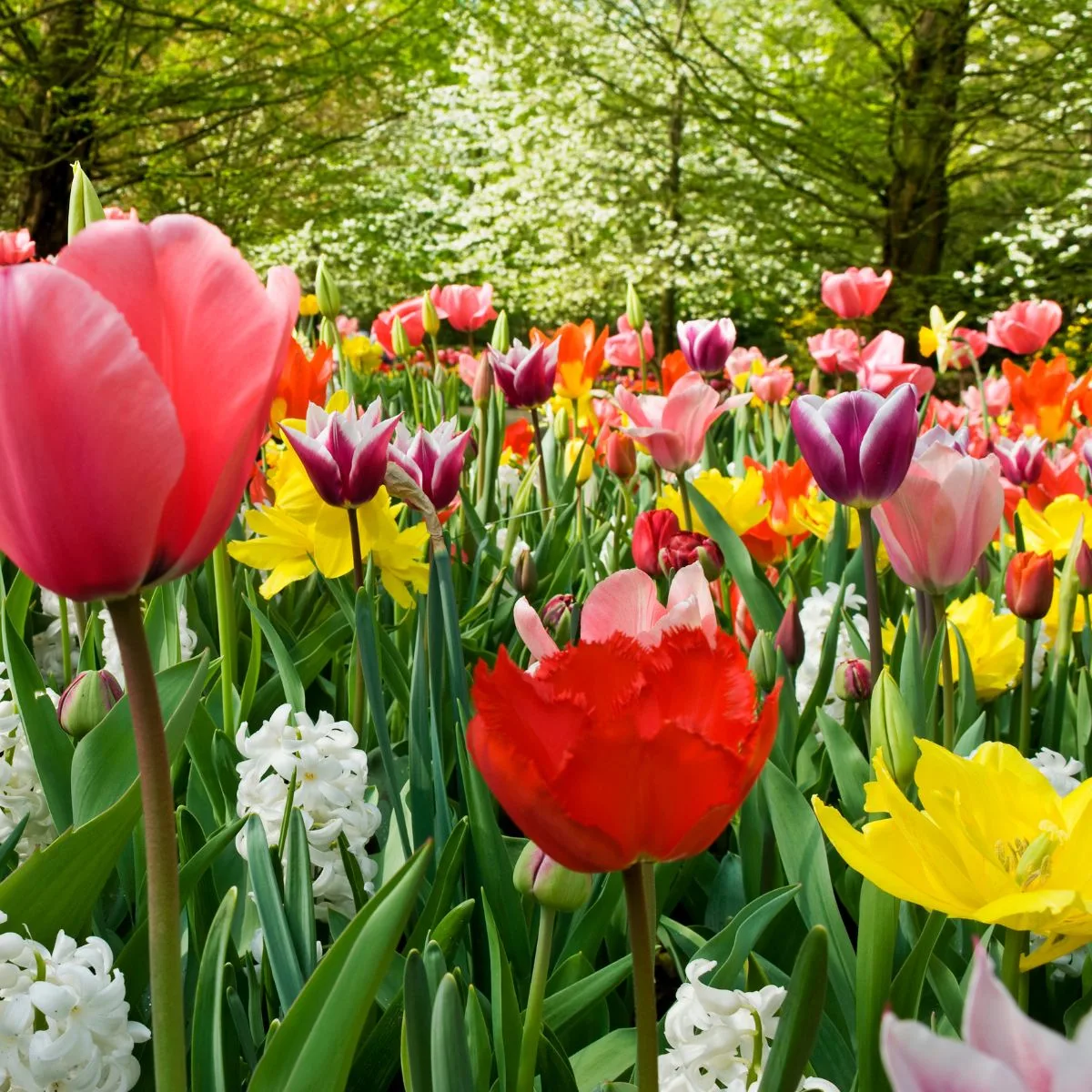 spring bulb flowers