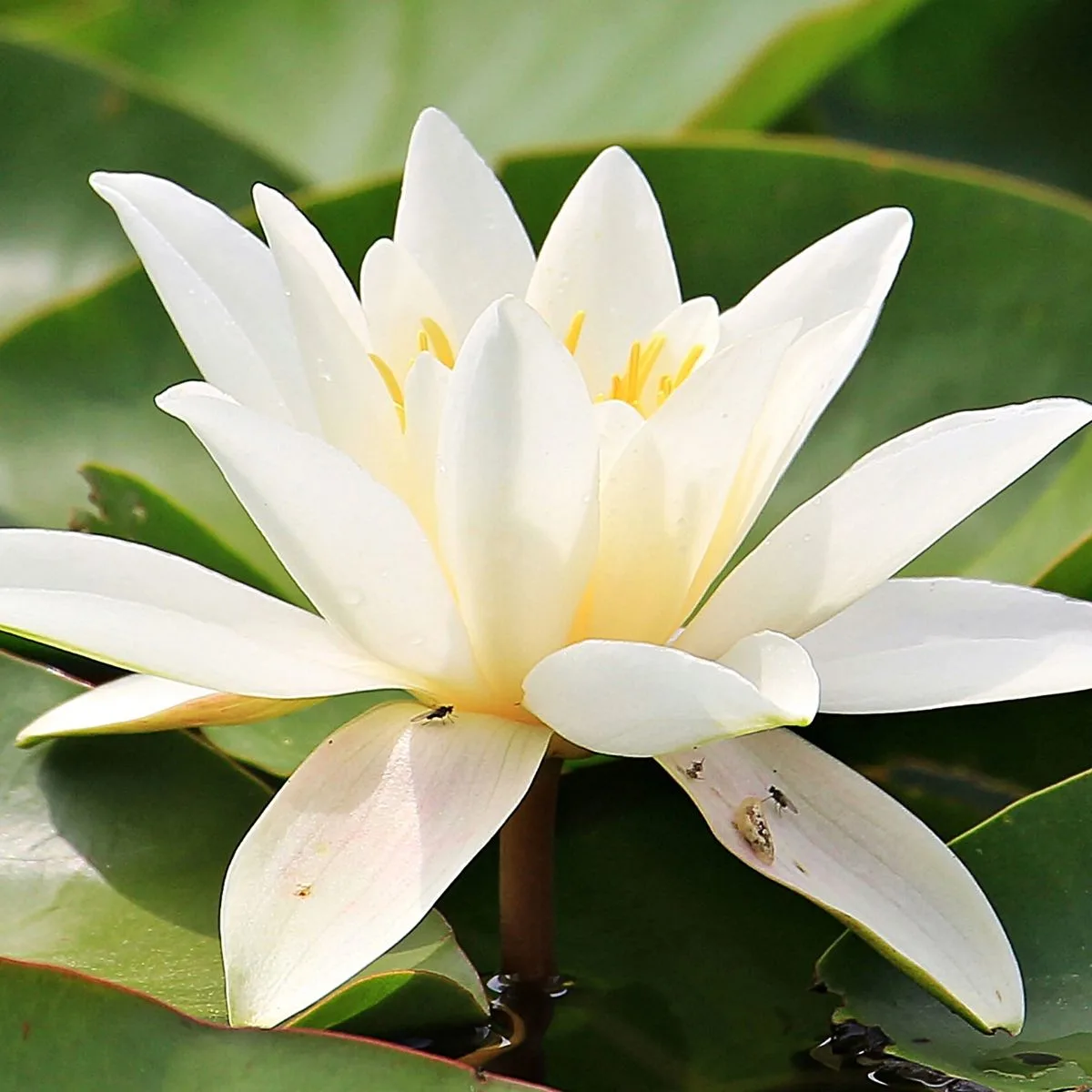 a beautiful white water lily