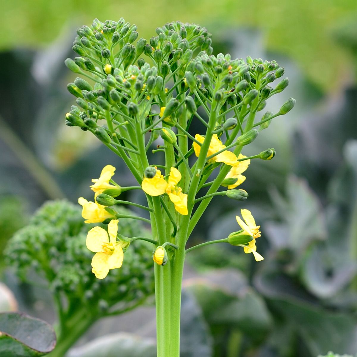 pretty yellow broccoli flowers