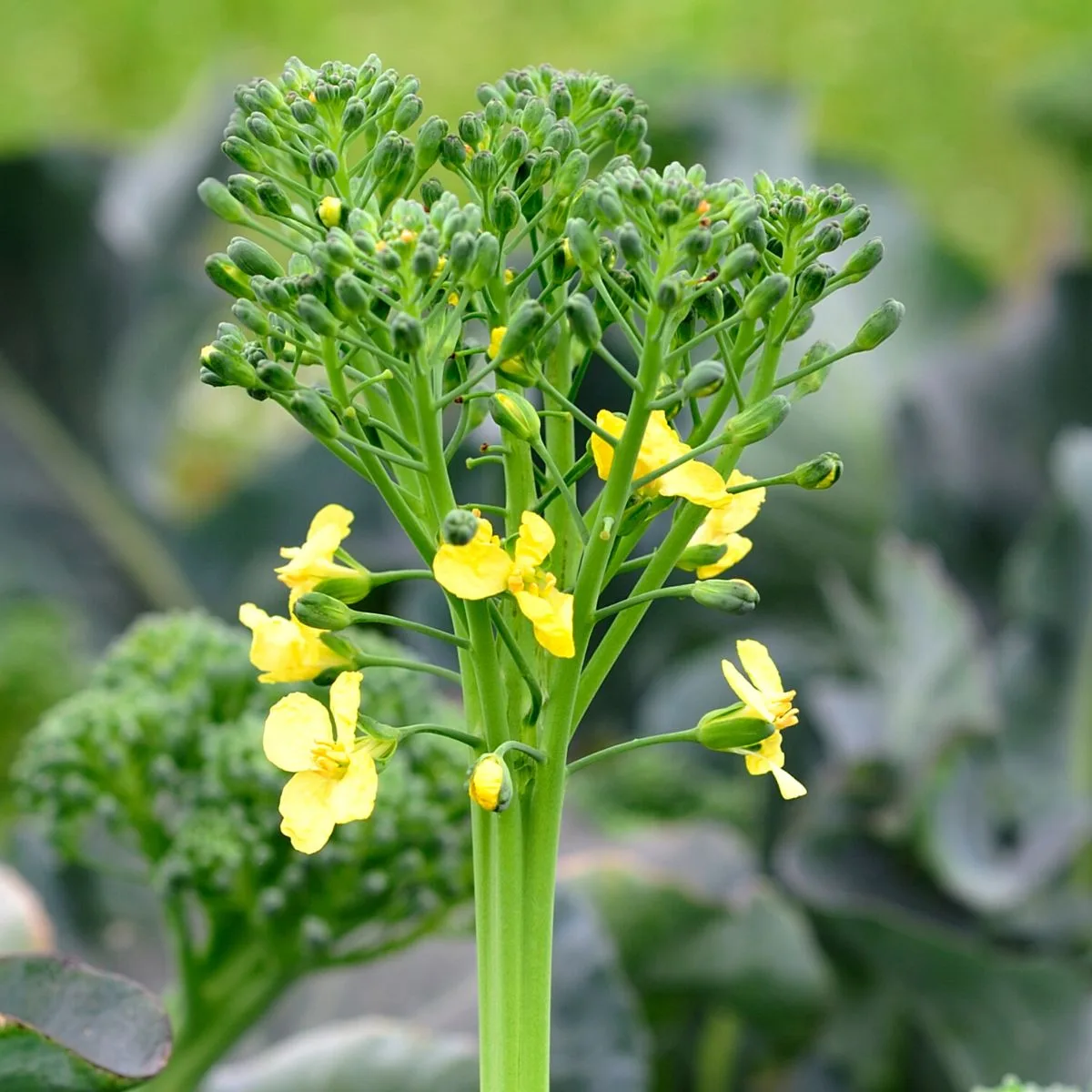 broccoli-flower