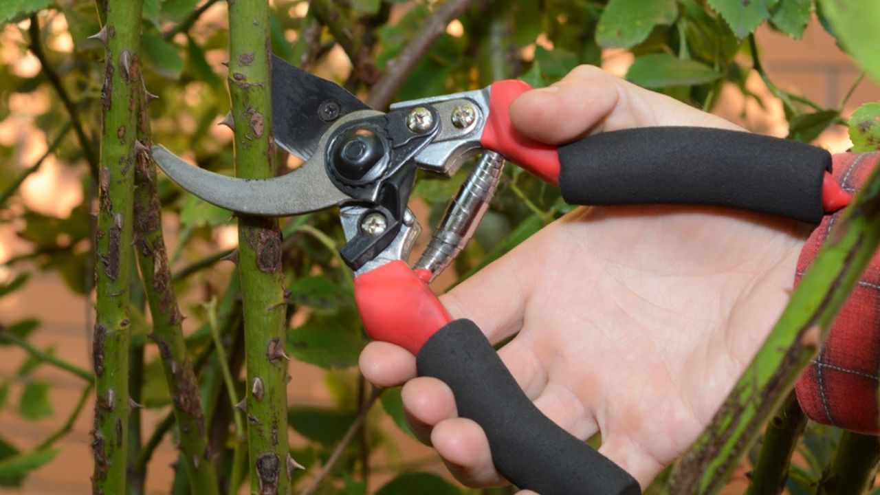 A man is pruning rambling rose canes with sharp pruning shears in autumn to avoid tangled rose stems.