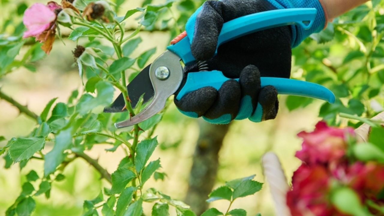 Close-up caring for rose bushes in garden, hands cutting dry faded flowers, branches