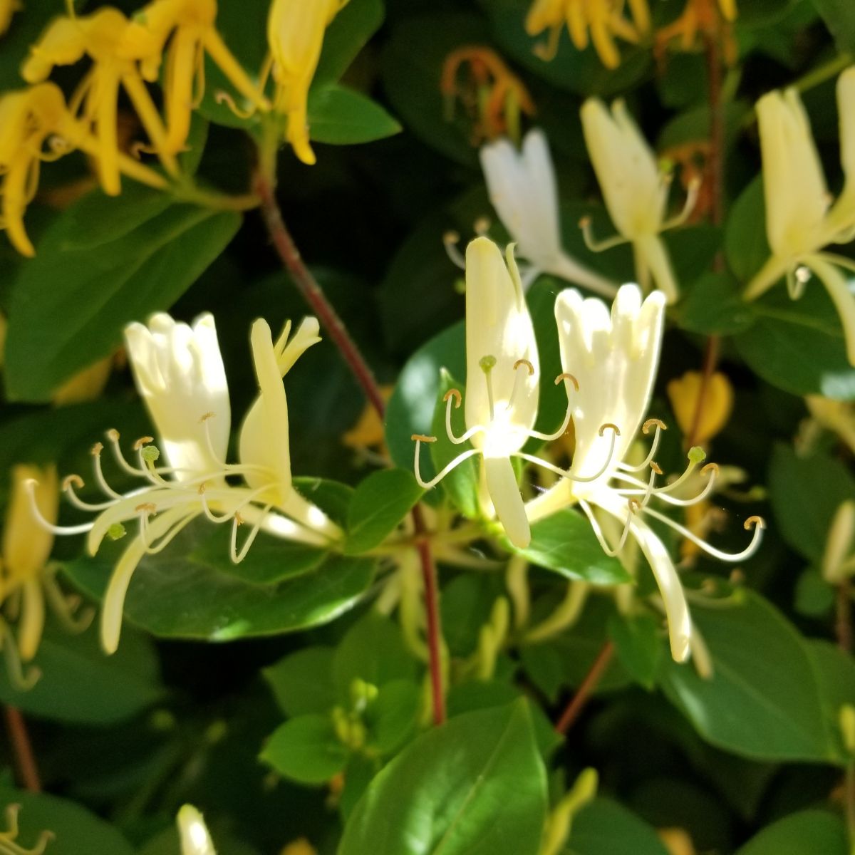 Lonicera morrowii - bush honeysuckle flowers