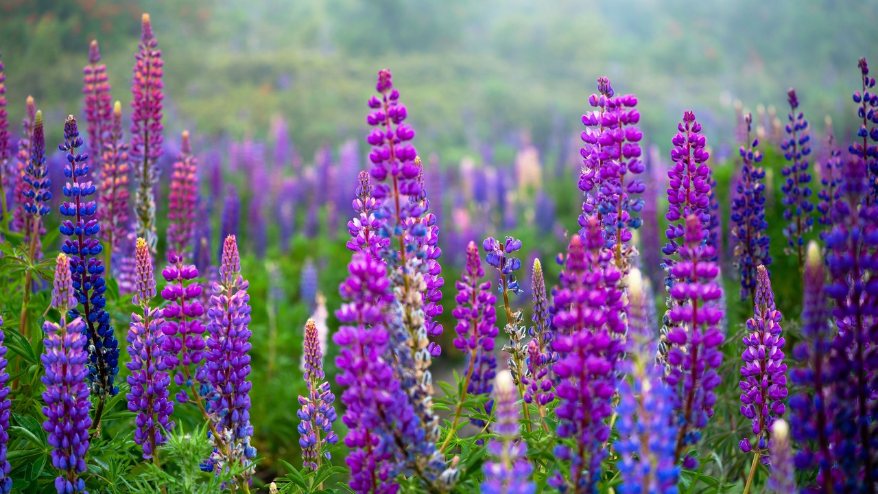 Blooming lupine flowers at Volcan Osorno. Lupine field. Colorful lupinus of pink, violet, blue, white, yellow. cloudy daylight. Lupine in full bloom.