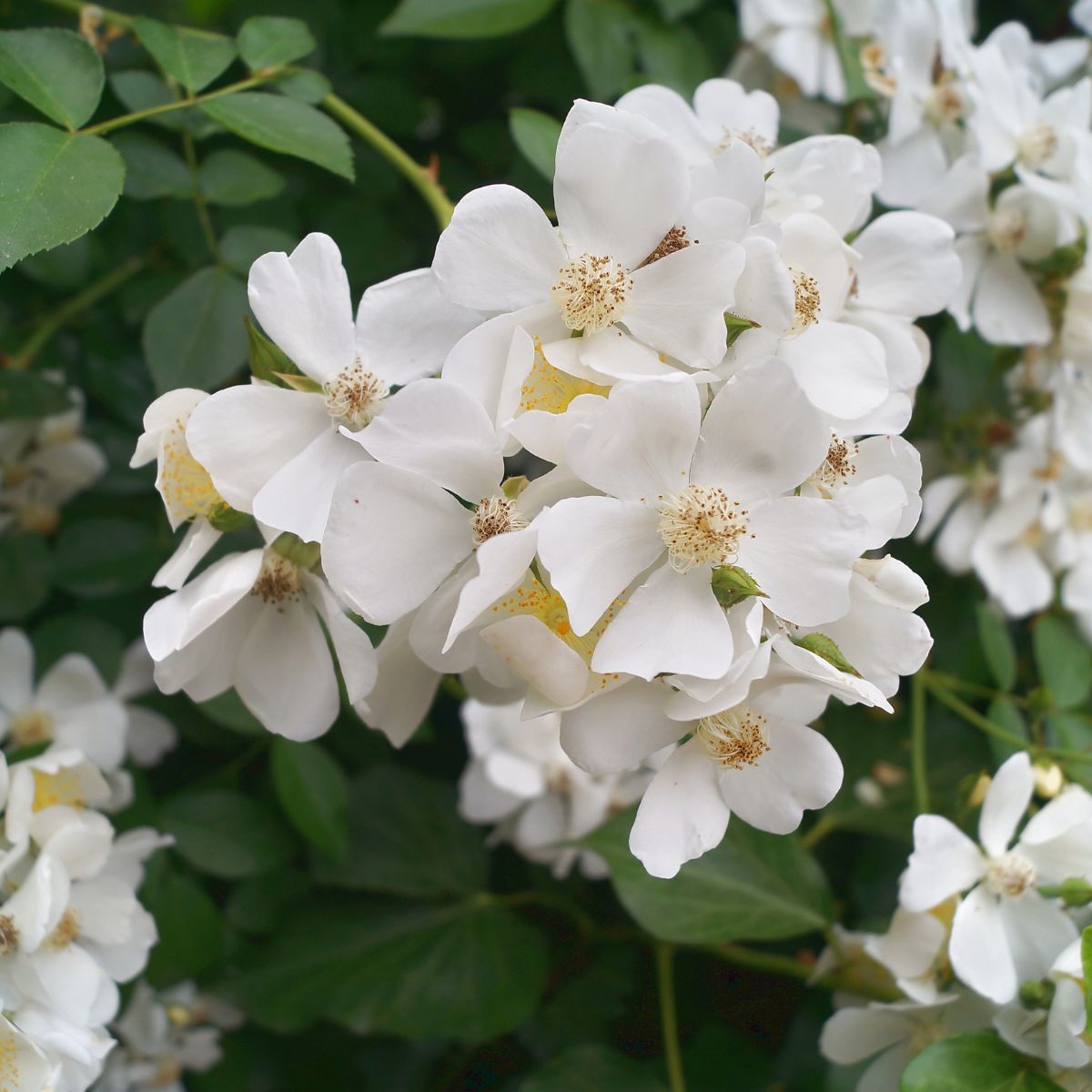 Multiflora rose flowers.