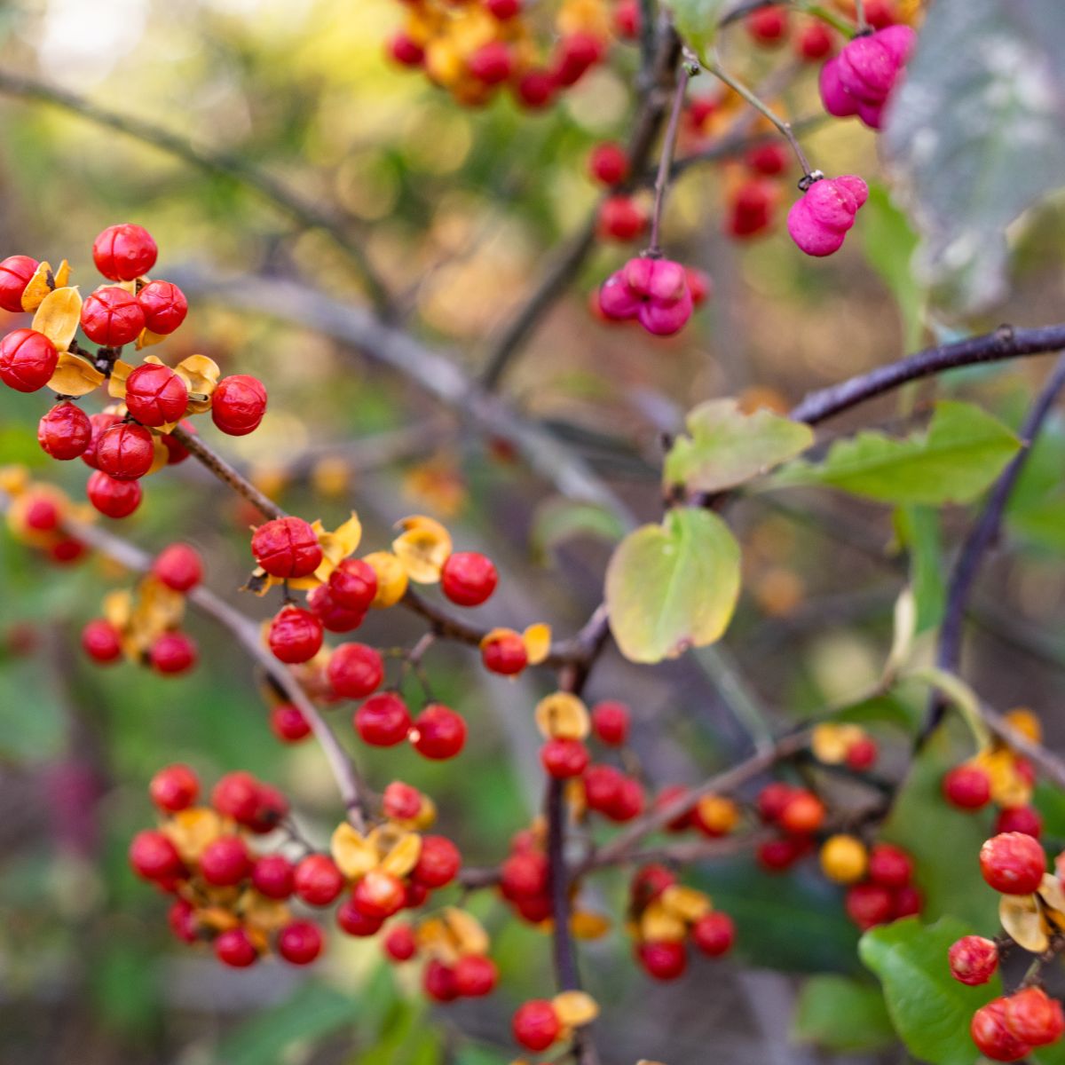 Oriental bittersweet fruits