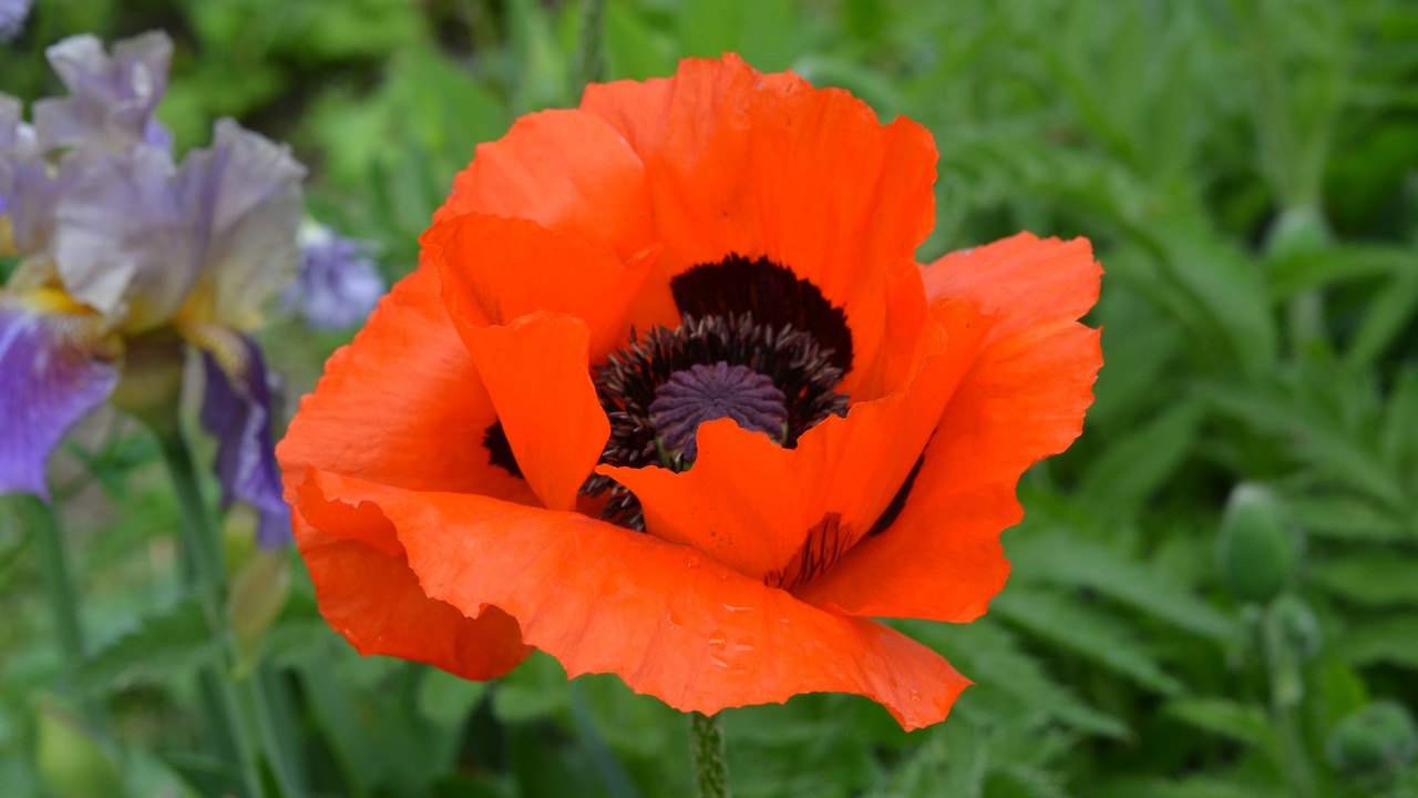 Blooming Oriental poppy, scientific name Papaver orientale