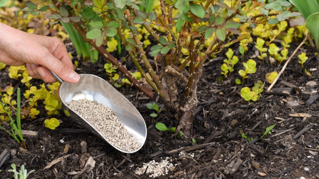 Person's hand spreading plant fertilizer under a rose bush with a scoop in a spring garden