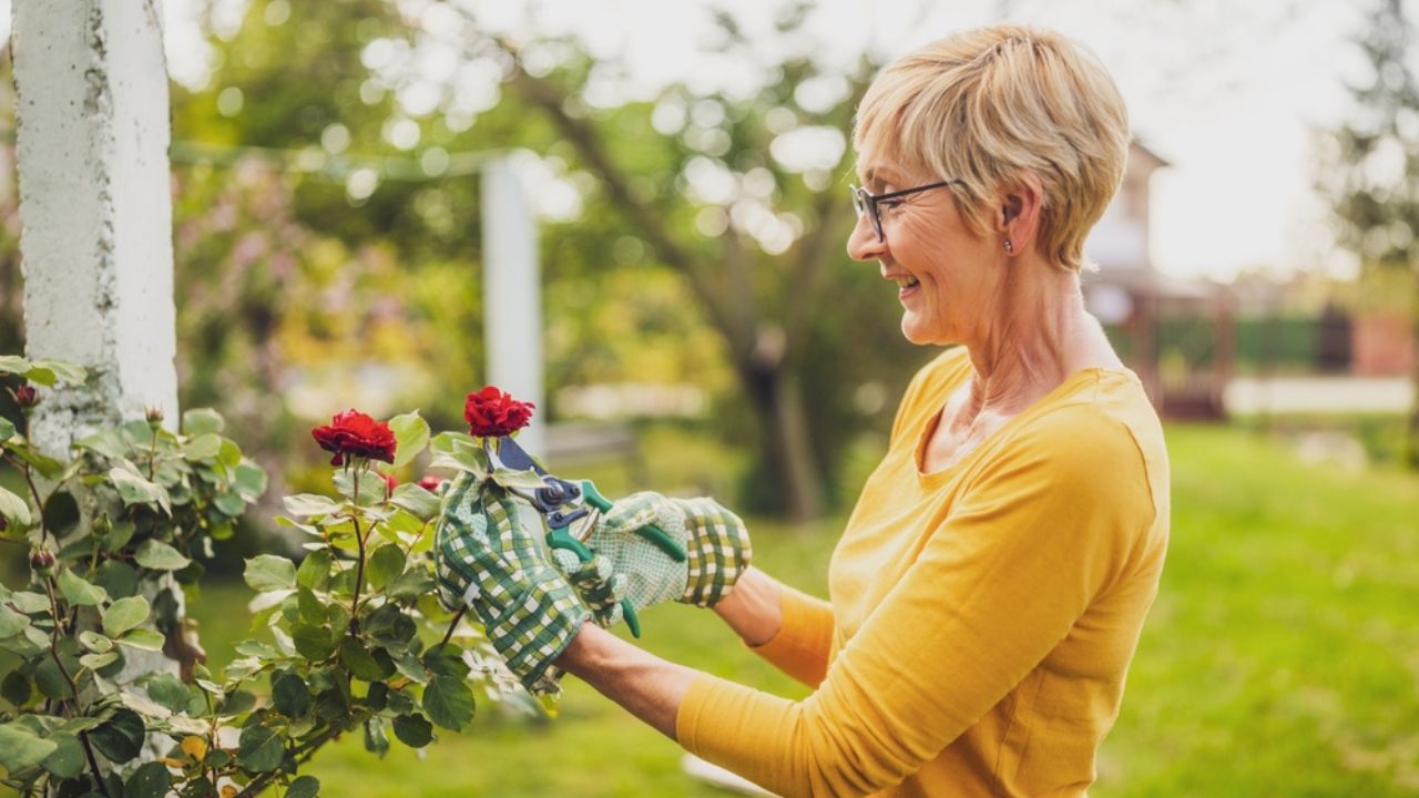 Portrait of happy senior woman gardening. She is pruning flowers.