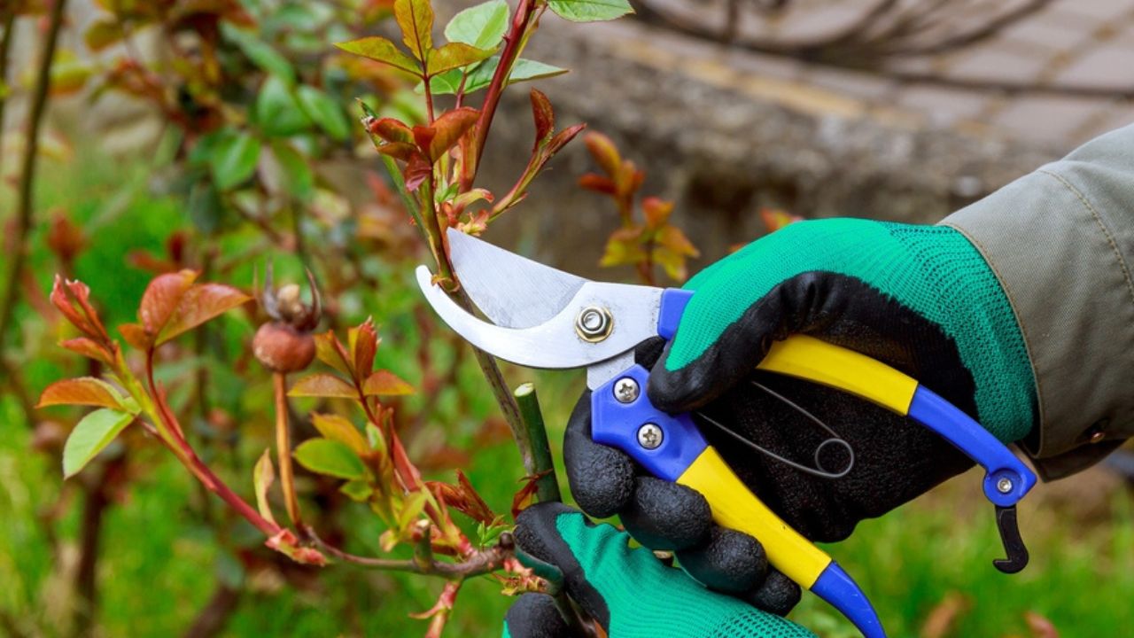 Pruning a rose in spring. The gardener gives the rose bush the correct shape.