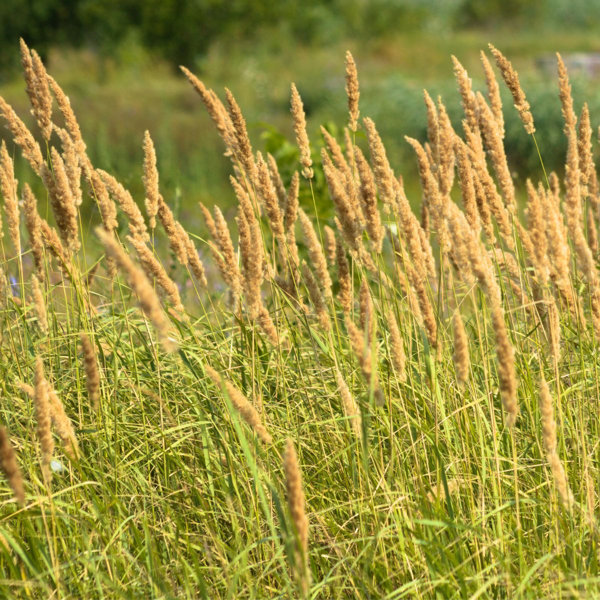 Reed canary grass