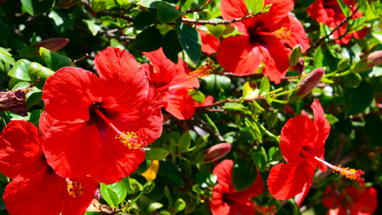 Red Hibiscus flowers (China rose, Chinese hibiscus,Hawaiian hibiscus) in tropical garden of Tenerife,Canary Islands,Spain.Floral background. Selective focus.