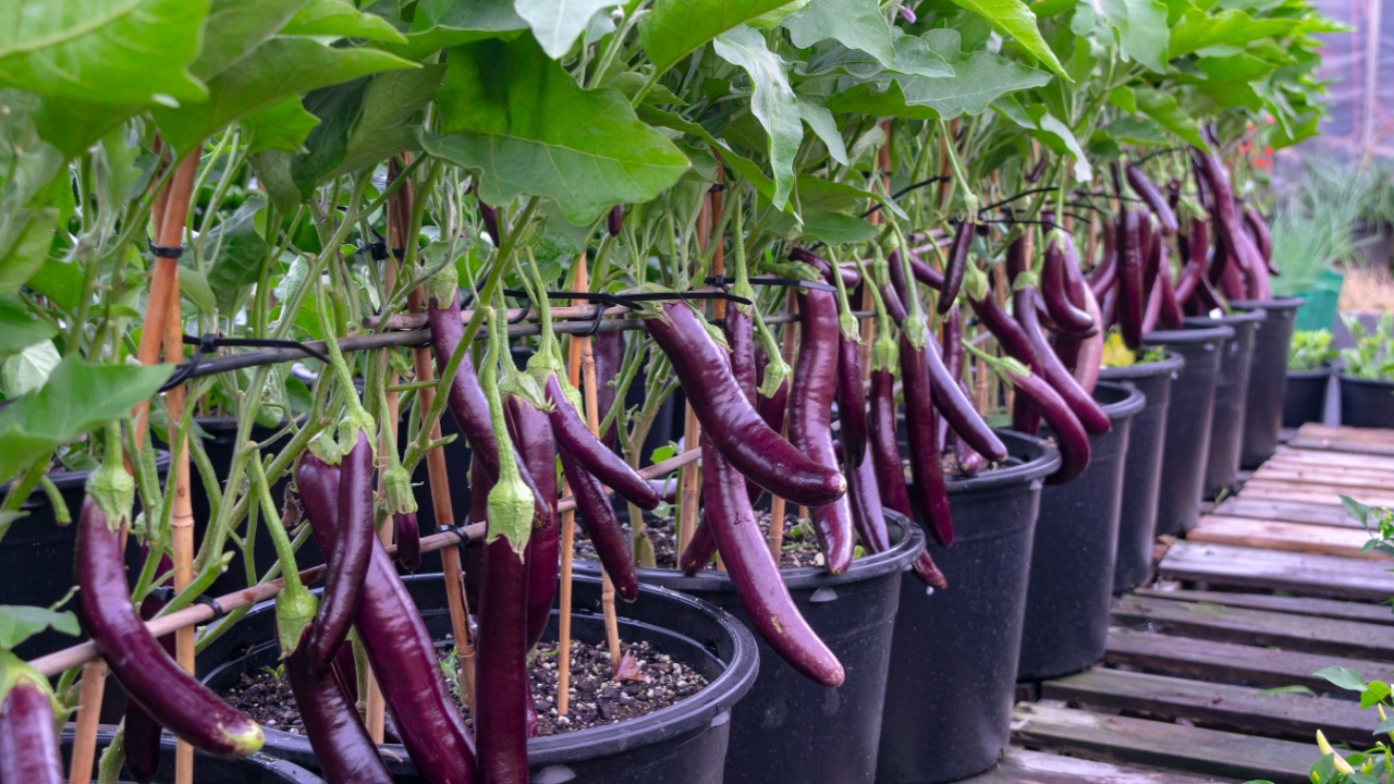 A lot of purple eggplants grow in containers with green leaves A lot of purple eggplants grow in containers with green leaves