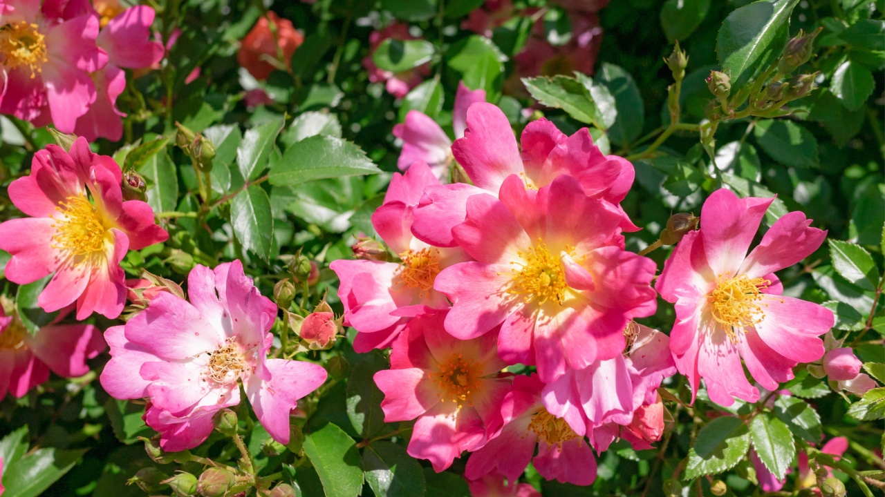 Pink Drift Rose is low-growing with distinctive mounded flowers.