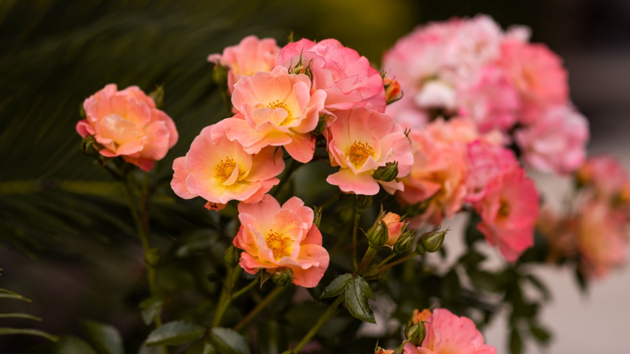 Peach drift roses, close up blooming in the garden
