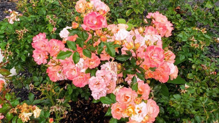 How To Prune Drift Roses: 10 Steps To Stunning Rose Bushes